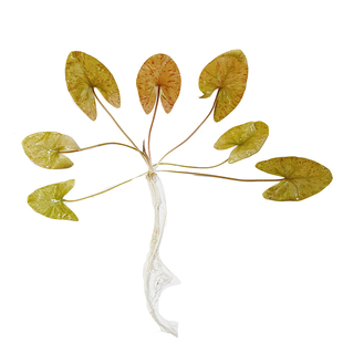 睡莲水草红虎青虎斑四色ADA睡莲丹麦大香菇红荷根宫廷南美缸造景