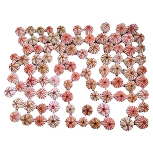 天然海胆壳标本 勋章海胆稀有收藏精品