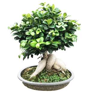 榕树盆栽老桩 地瓜榕树盆景 造型大型苗木室内外庭院小叶榕人参榕