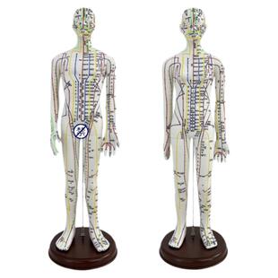 蓝蝶品牌英文代码针灸穴位人体模型图可扎针人形练习全身经络模型