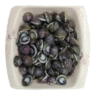 大连特产鲜活大海钱儿乌钱香螺海鲜海螺泥螺新鲜钉螺猫眼螺玻璃牛