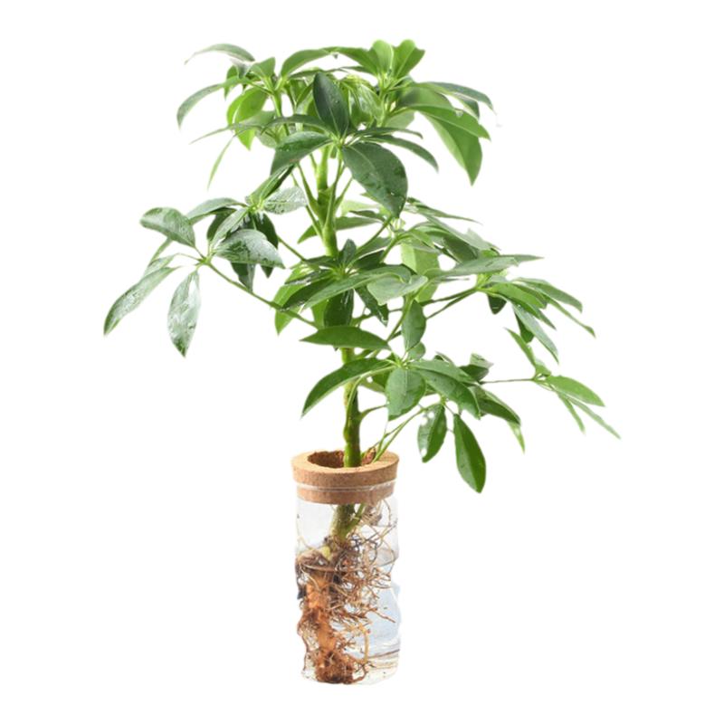 鸭脚木办公室卧室美观趣味