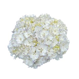 海蒂的花园 莱昂卷边大花绣球花苗阳台庭院多年生花卉植物盆栽苗