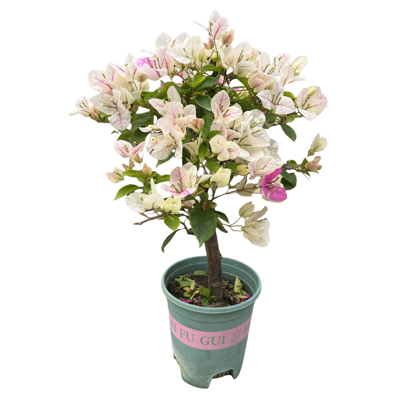 三角梅盆栽带花树苗老桩特大苗室内绿樱高端大花四季开花阳台植物