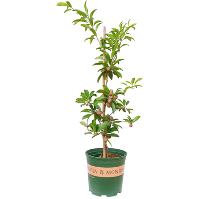 人心果树苗四季南方庭院阳台种植