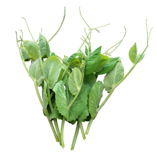 豌豆尖新鲜蔬菜四川豌豆尖豌豆苗火锅食材时令应季农家蔬菜龙须菜