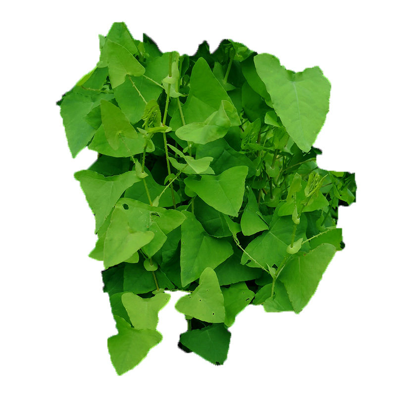 新鲜杠板归蛇到退深山现采中草药