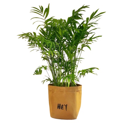 柚珍椰子客厅净化空气