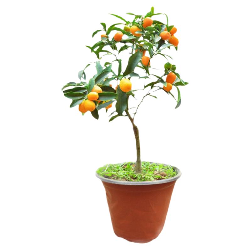 广西脆蜜金桔果树苗南方种植庭院阳台盆栽地栽嫁接果苗当年结果
