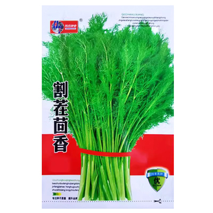 割茬茴香种子阳台盆栽庭院农家作物播种植高产春四季疏蔬菜种籽孑