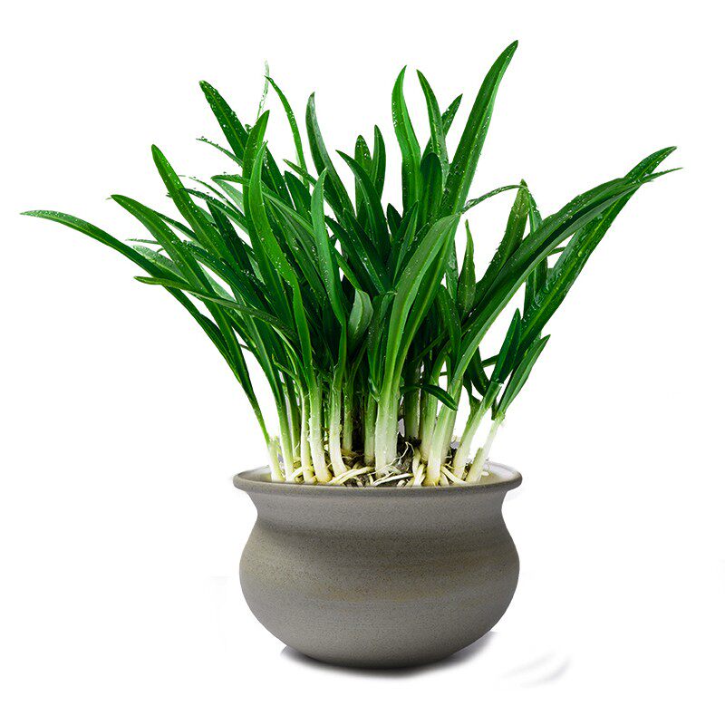 贵州山韭菜大叶野韭菜根整丛带泥