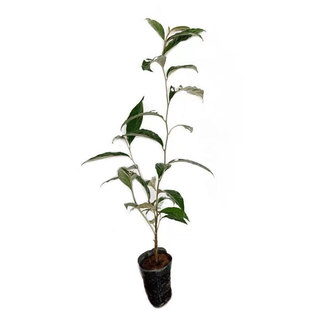 羊奶果苗盆栽新鲜水果树德甜二号羊奶果南北方庭院种植果树苖云南