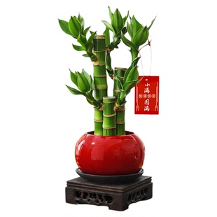 富贵竹小盆栽办公室内文昌竹绿植好养活四季常青植物招财送礼盆景