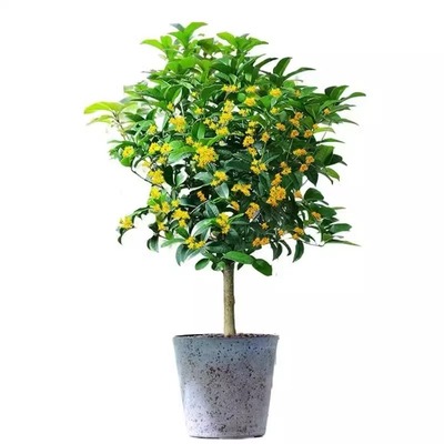 金桂花树苗盆栽浓香型八月桂花苗庭院耐寒大树苗四季开花卉客厅