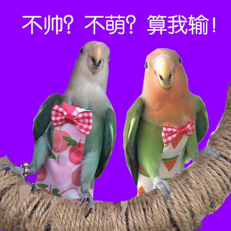 鸟用尿不湿屎兜宠物玄鸟八哥调节飞行飞行衣服装鹦鹉绳小太阳凤