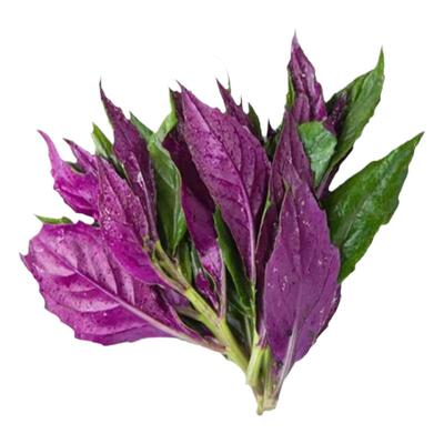 紫背菜秧苗紫背菜幼苗四季盆栽