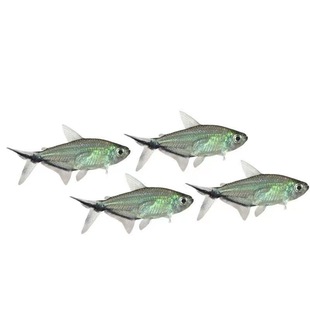 特大号黑尾大勾鱼群游鱼草缸小型热带鱼活鱼观赏鱼红绿灯鱼好养活