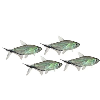 黑尾大勾鱼群游鱼草缸小型热带鱼