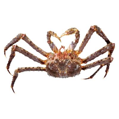 帝王蟹鲜活冷冻海鲜礼盒10斤特大龙虾帝皇蟹俄罗斯进口活冻冰鲜