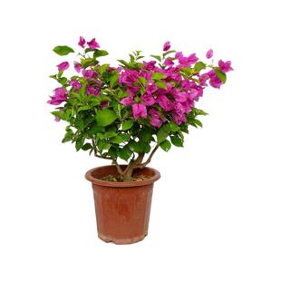 中国红三角梅老桩盆栽带花爬藤植物重瓣四季花阳台耐热好养活绿樱