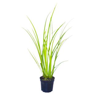 黄金胧月菖蒲盆景草水培苗虎须小叶艾草水生鱼缸造景新鲜室外绿植