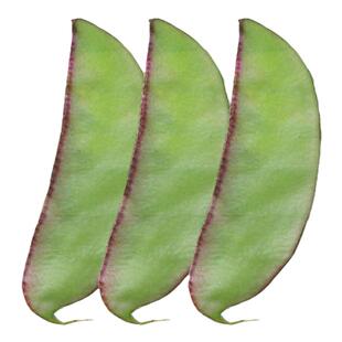 扁豆种子种籽南方红眉豆种四季红豆角梅豆角蔬菜梅豆孑架豆菜豆