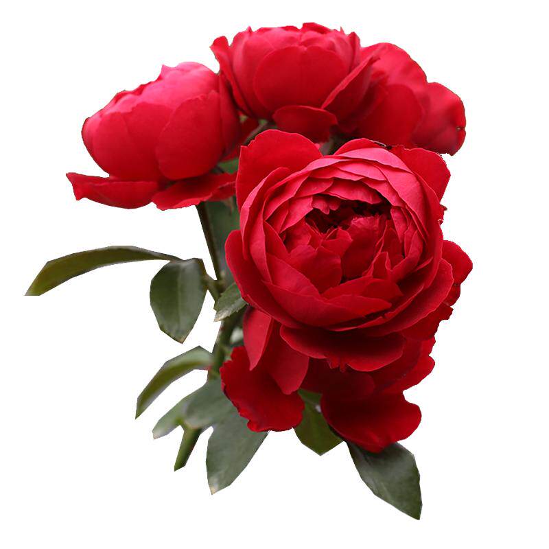 ���ٵĻ�԰ �����׵��������¼� ��ǽ�����ٱ����� 15cm�躬�� 33.82Ԫ