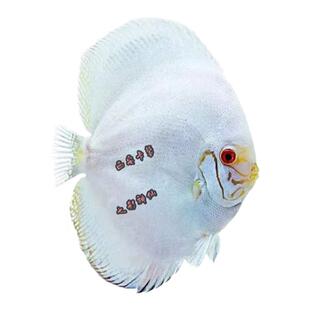 七彩神仙鱼苗包邮热带淡水观赏鱼松石天子蓝红妃红卡蜘蛛侠黄金