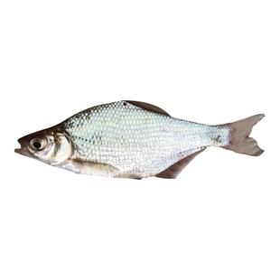 武昌鱼活体鱼苗淡水食用养殖鳊鱼活苗鱼塘冷水好养观赏扁鱼苗