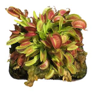 吸水盆栽好超大食虫植物带分株捕蝇草瓶子草爆盆巨大捕虫草食人花