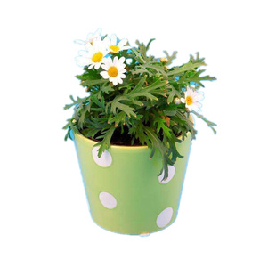 白三叶草种子红三叶草种子 车轴草籽四季青草坪牧草种子绿肥耐阴