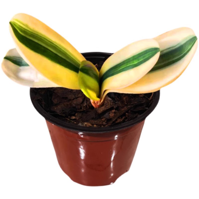 长春臻品冰玉覆伦圆头鸳鸯五彩金丝彩一线天宽叶瓷白国兰小苗包邮