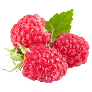 虹越树莓苗盆栽树苗南北方种植多年生阳台果树金秋