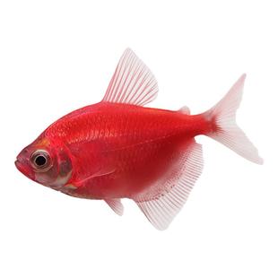 红天使观赏鱼大号群游懒人小型淡水好养耐活天使鱼老虎热带鱼鱼苗