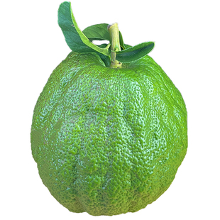 云南香橼新鲜香橼果佛手柑老香黄现摘农家自种香园做蜜饯当季水果