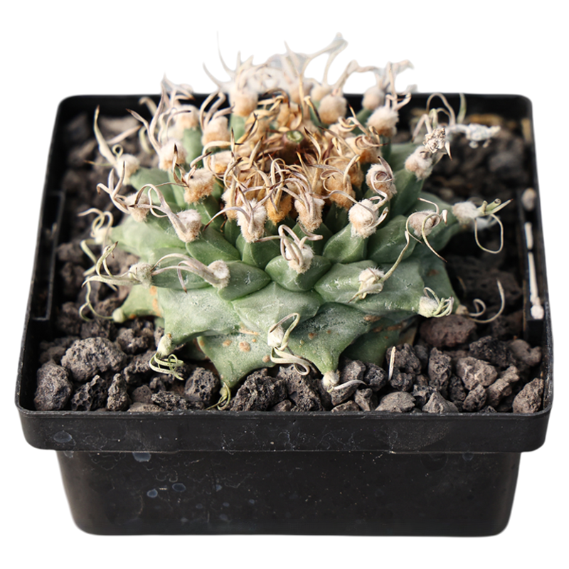 【朴原】赤花娇丽 Turbinicarpus alonsoi 仙人球多肉花卉绿植