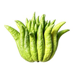 佛手柑水培带枝绿植佛手柑闻香观赏清供新鲜食用佛手果香薰大果