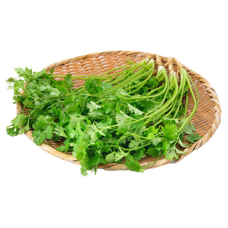 新鲜现摘青菜新鲜现摘产地直发