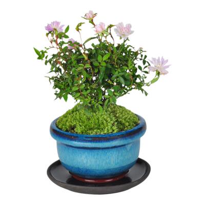 姬月季盆栽带花苞四季开花植物