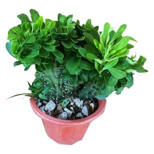 玉麒麟 盆栽麒麟掌 霸王鞭 扇贝麒麟 金麒麟 多肉植物 仙人植物