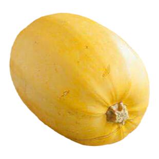 金丝搅瓜种子种籽苗丝瓜粉丝绞瓜黄金瓜西葫芦金瓜蔬菜秧苗孑茭瓜