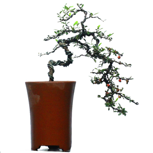 小叶珍珠栒子掌上微型盆景开花结果高山荀子盆栽办公居家绿植红果