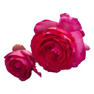 海蒂的花园月季深粉龙沙宝石爬藤月季拱门花墙阳台庭院花卉盆栽苗