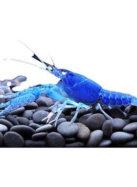鳌虾观赏虾淡水冷水族耐活体宠物
