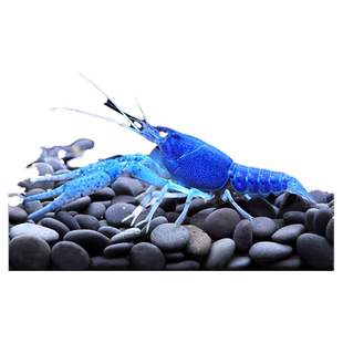 鳌虾观赏虾淡水冷水族耐活体宠物红白蓝色小龙虾火山原生天空蓝魔