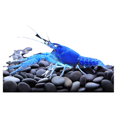 鳌虾观赏虾淡水冷水族耐活体宠物