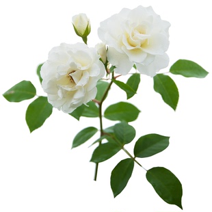 海蒂的花园藤冰山经典爬藤月季长势强壮花量大藤本拱门花卉盆栽