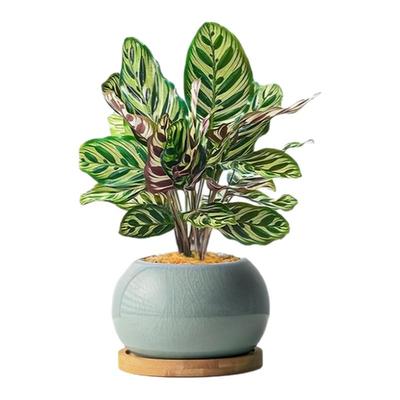 孔雀竹芋盆栽花卉绿植净化空气