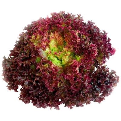 紫叶生菜种子四季通用