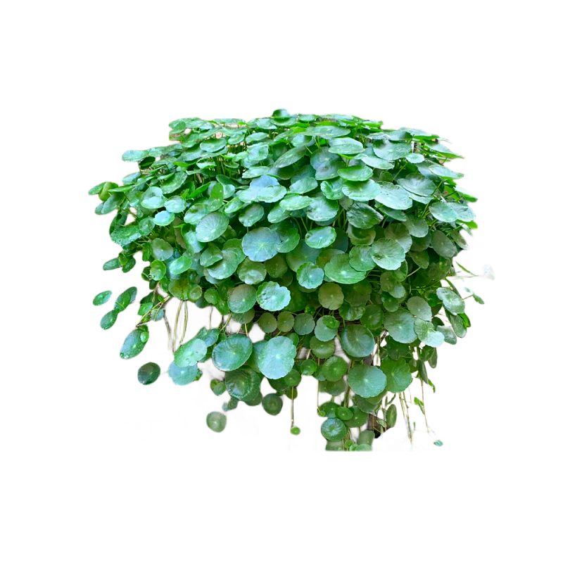 精品大叶铜钱草水培植物金钱草籽盆栽庭院室内外绿植盆景四季好养